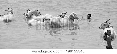 TONLE SAP RIVER CAMBODIA MARCH 27; Unidentified people wash their cows in the Tonle sap River is a combined lake and river system of major importance to Cambodia on March 27 2013 in Cambodia.