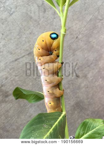 close up brown caterpillar on limb , Pergesa acteus