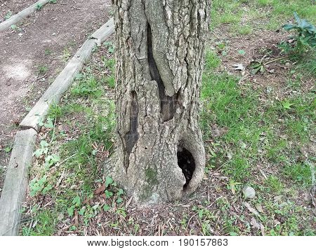 tree with hollow next to dirt trail with wood border