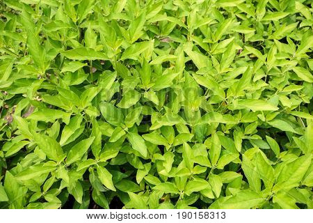 fresh green rhinacanthus nasutus leaves in nature garden