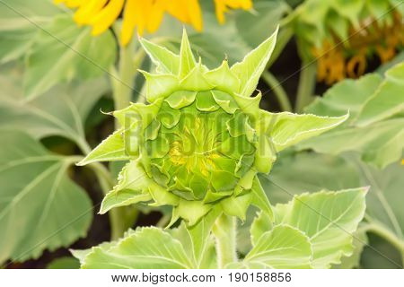 The Immature Sunflower Will Be Bloom
