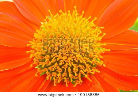 Pollen Of Flowers