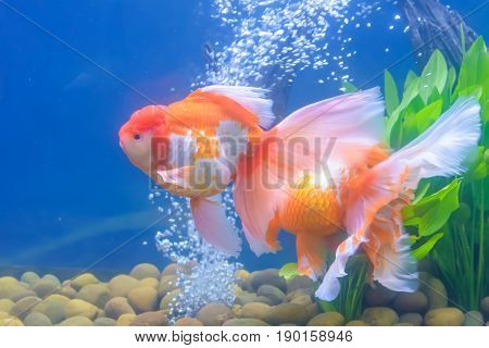 Goldfish In The Cabinet