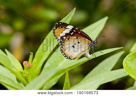 Female Plain tiger (Danaus chrysippus) butterfly on a green leaf