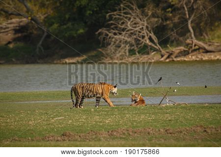 Tiger Cubs Aggression