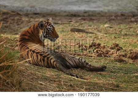 Tiger in the nature habitat. Tigers walking, standing, eating, resting. Wildlife scene with danger animal. Hot summer in Rajasthan, India. Dry trees with beautiful indian tiger, Panthera tigris