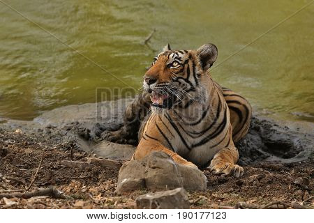 Tiger in the nature habitat. Tigers walking, standing, eating, resting. Wildlife scene with danger animal. Hot summer in Rajasthan, India. Dry trees with beautiful indian tiger, Panthera tigris