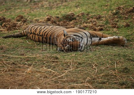 Tiger in the nature habitat. Tigers walking, standing, eating, resting. Wildlife scene with danger animal. Hot summer in Rajasthan, India. Dry trees with beautiful indian tiger, Panthera tigris