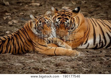 Tiger in the nature habitat. Tigers walking, standing, eating, resting. Wildlife scene with danger animal. Hot summer in Rajasthan, India. Dry trees with beautiful indian tiger, Panthera tigris