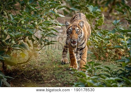 Tiger in the nature habitat. Tigers walking, standing, eating, resting. Wildlife scene with danger animal. Hot summer in Rajasthan, India. Dry trees with beautiful indian tiger, Panthera tigris