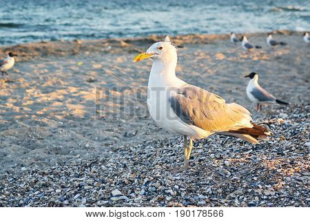 Sea gull standing on his feet on the beach at sunset. Close up view of white birds seagulls walking by the beach against natural blue water background. A seagull staring at the camera.