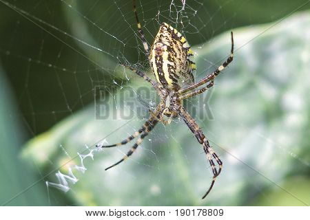 Yellow-black orb-weaver spider. Argiope Bruennichi, or the wasp-spider on the web, cobweb against green natural background, closeup.