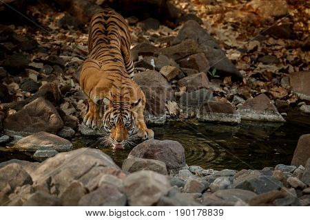 Tiger in the nature habitat. Tigers walking, standing, eating, resting. Wildlife scene with danger animal. Hot summer in Rajasthan, India. Dry trees with beautiful indian tiger, Panthera tigris