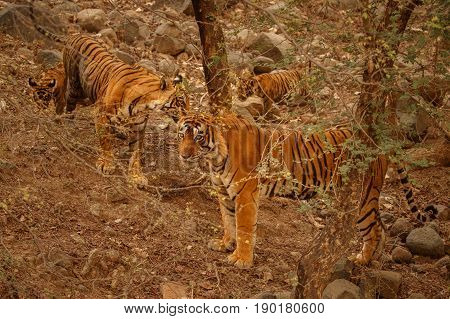 Tiger in the nature habitat. Tigers walking, standing, eating, resting. Wildlife scene with danger animal. Hot summer in Rajasthan, India. Dry trees with beautiful indian tiger, Panthera tigris