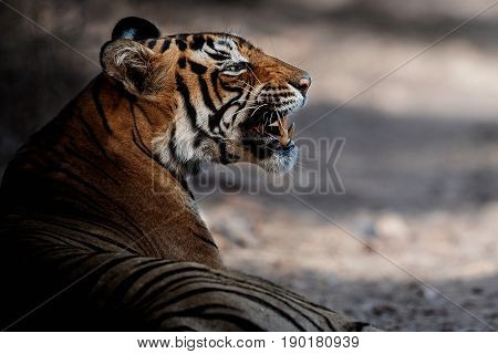 Tiger in the nature habitat. Tigers male walking, resting, eating, stalking. Wildlife scene with danger animal. Hot summer in Rajasthan, India. Dry trees with beautiful indian tiger, Panthera tigris
