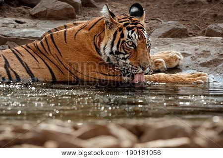 Tiger in the nature habitat. Tigers male walking, resting, eating, stalking. Wildlife scene with danger animal. Hot summer in Rajasthan, India. Dry trees with beautiful indian tiger, Panthera tigris