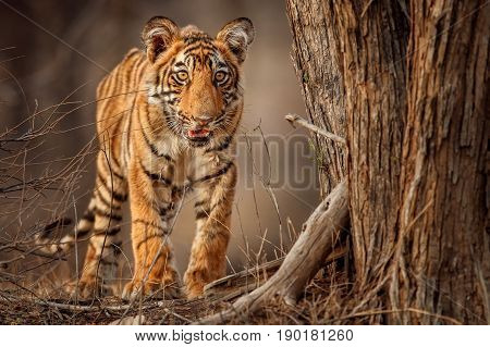 Tiger in the nature habitat. Tigers walking, resting, eating, playing, standing. Wildlife scene with danger animal. Hot summer in Rajasthan, India. Dry trees with beautiful indian tiger, Panthera tigris