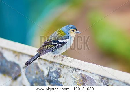 Closeup Of Colorful Madeiran Chaffinch, Bird Endemic To Madeira