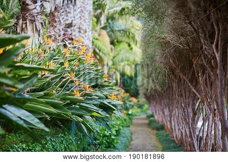 Bird Of Paradise Flowers On Madeira Island, Portugal