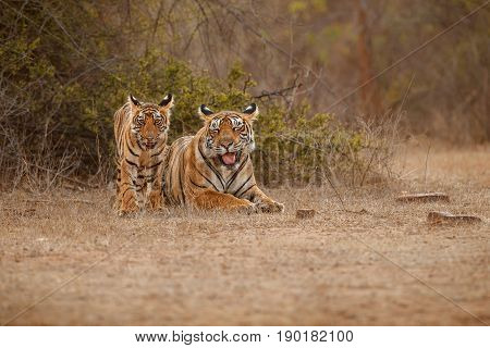Tiger in the nature habitat. Tigers walking, resting, eating, playing, standing. Wildlife scene with danger animal. Hot summer in Rajasthan, India. Dry trees with beautiful indian tiger, Panthera tigris