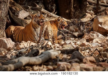 Tiger in the nature habitat. Tigers walking, resting, eating, playing, standing. Wildlife scene with danger animal. Hot summer in Rajasthan, India. Dry trees with beautiful indian tiger, Panthera tigris