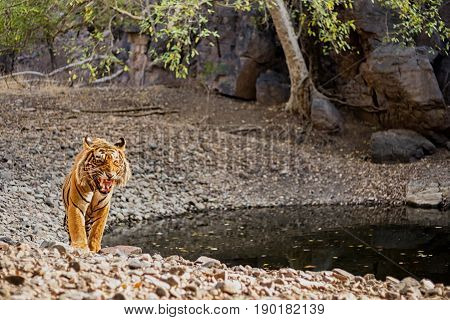 Tiger in the nature habitat. Tigers walking, resting, eating, playing, standing. Wildlife scene with danger animal. Hot summer in Rajasthan, India. Dry trees with beautiful indian tiger, Panthera tigris