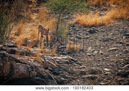 Tiger in the nature habitat. Tigers walking, resting, eating, playing, standing. Wildlife scene with danger animal. Hot summer in Rajasthan, India. Dry trees with beautiful indian tiger, Panthera tigris