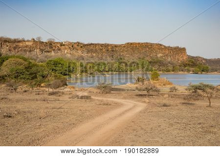 Tiger in the nature habitat. Tigers walking, resting, playing head on composition. Wildlife scene with danger animal. Hot summer in Rajasthan, India. Dry trees with beautiful indian tiger, Panthera tigris