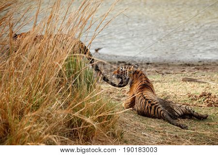 Tiger in the nature habitat. Tigers walking, resting, playing head on composition. Wildlife scene with danger animal. Hot summer in Rajasthan, India. Dry trees with beautiful indian tiger, Panthera tigris