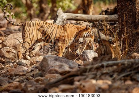 Tiger in the nature habitat. Tigers walking, resting, playing head on composition. Wildlife scene with danger animal. Hot summer in Rajasthan, India. Dry trees with beautiful indian tiger, Panthera tigris