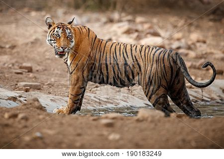 Tiger in the nature habitat. Tigers walking, resting, playing head on composition. Wildlife scene with danger animal. Hot summer in Rajasthan, India. Dry trees with beautiful indian tiger, Panthera tigris
