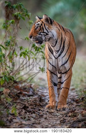 Tiger in the nature habitat. Tigers walking, resting, playing head on composition. Wildlife scene with danger animal. Hot summer in Rajasthan, India. Dry trees with beautiful indian tiger, Panthera tigris