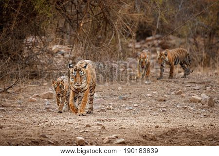 Tiger in the nature habitat. Tigers walking, resting, playing head on composition. Wildlife scene with danger animal. Hot summer in Rajasthan, India. Dry trees with beautiful indian tiger, Panthera tigris