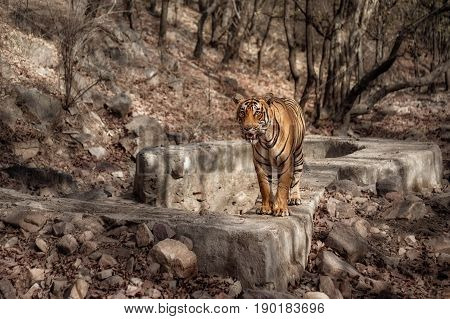 Tiger in the nature habitat. Tigers walking, resting, playing head on composition. Wildlife scene with danger animal. Hot summer in Rajasthan, India. Dry trees with beautiful indian tiger, Panthera tigris