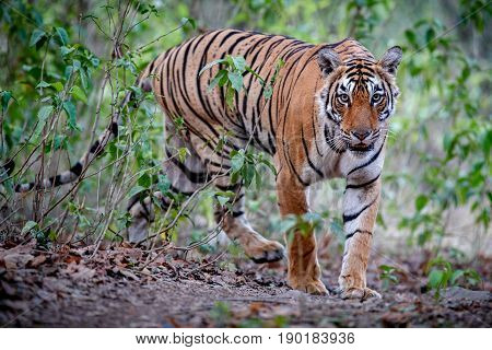 Tiger in the nature habitat. Tigers walking, resting, playing head on composition. Wildlife scene with danger animal. Hot summer in Rajasthan, India. Dry trees with beautiful indian tiger, Panthera tigris