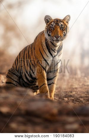 Tiger in the nature habitat. Tigers walking, resting, playing head on composition. Wildlife scene with danger animal. Hot summer in Rajasthan, India. Dry trees with beautiful indian tiger, Panthera tigris