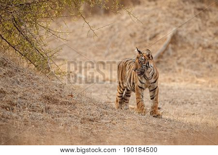 Tiger in the nature habitat. Tigers walking, resting, playing head on composition. Wildlife scene with danger animal. Hot summer in Rajasthan, India. Dry trees with beautiful indian tiger, Panthera tigris