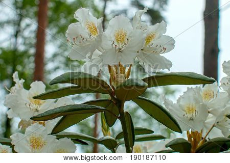Rhododendron beautiful flower. Latvian University Rhododendron nursery 