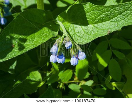 Blossom Prickly Comfrey Symphytum Asperum flowers and leaves close-up selective focus shallow DOF.
