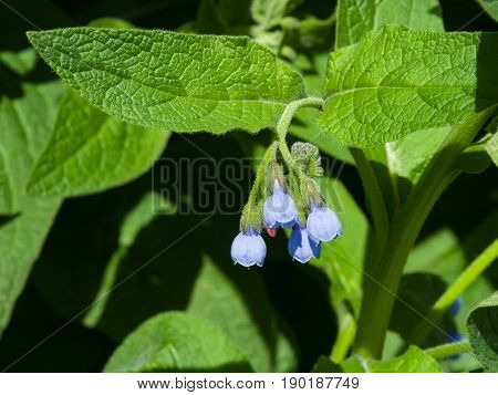 Blossom Prickly Comfrey Symphytum Asperum flowers and leaves close-up selective focus shallow DOF.