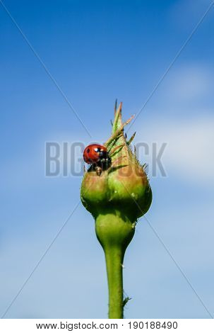 Ladybug On Rose Bud