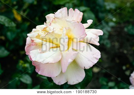 Flowering Summer Rose In Bud