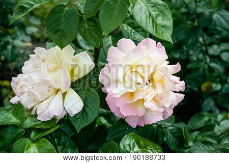 Flowering Summer Rose In Bud