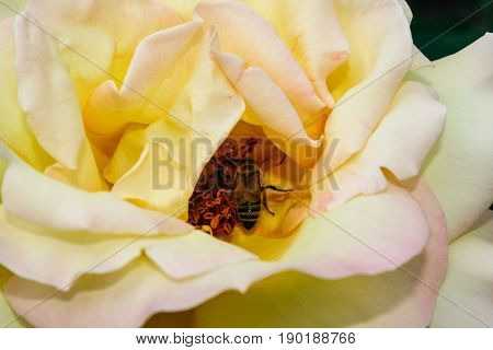 Flowering Summer Rose In Bud