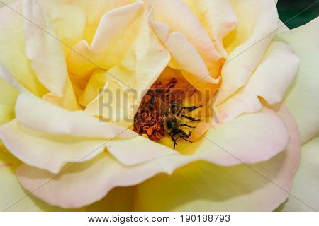 Flowering Summer Rose In Bud