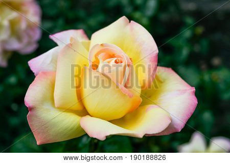 Flowering Summer Rose In Bud