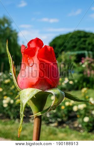 Flowering Summer Rose In Bud