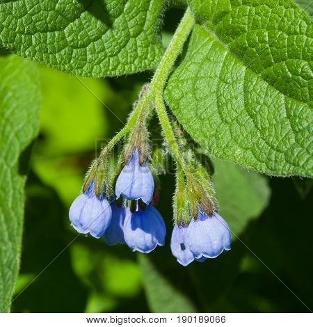 Blossom Prickly Comfrey Symphytum Asperum flowers and leaves close-up selective focus shallow DOF.