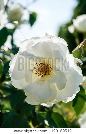 Flowering Summer Rose In Bud
