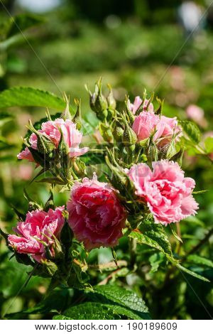 Flowering summer rose in bud . . .